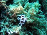 2010-09-12 13-24-39 Ludo